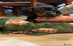 Dachshund dogs for sale: 5 stunning Dachshund puppies - Image 24