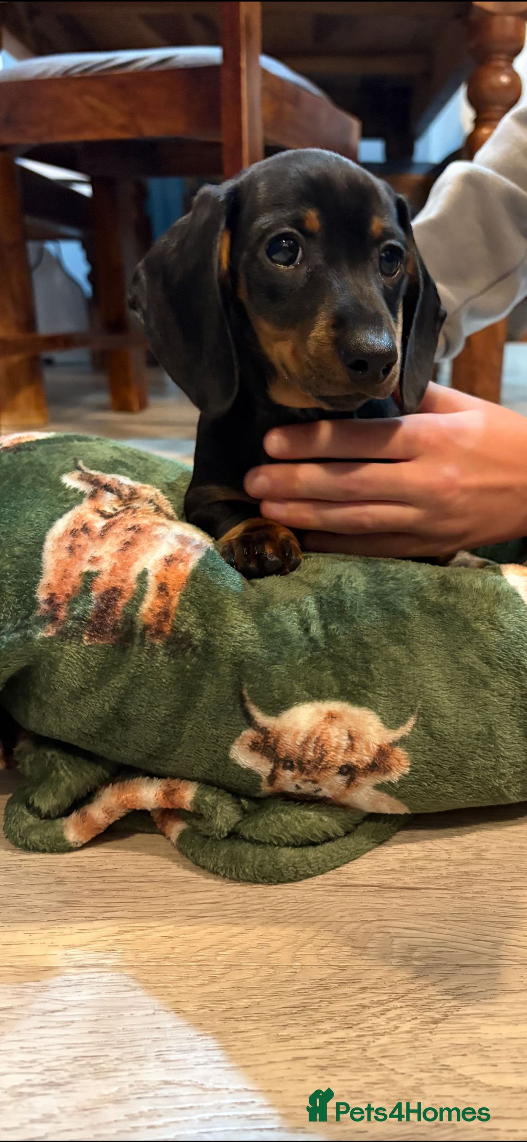 Dachshund dogs for sale: 5 stunning Dachshund puppies - Image 24