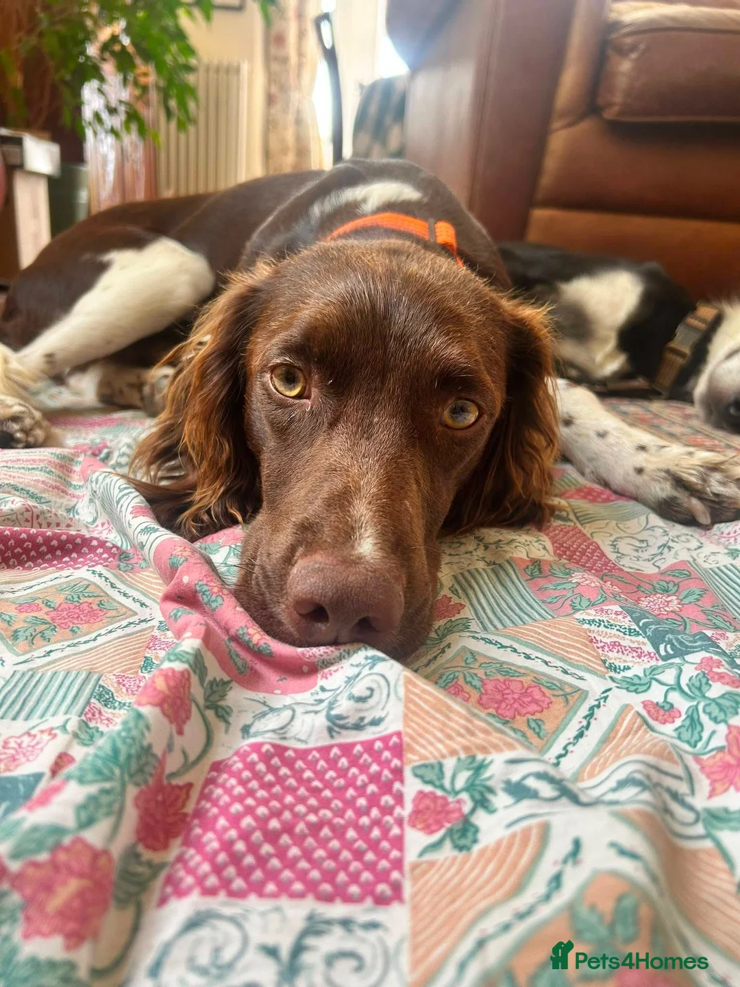 Mixed Breed dogs for adoption: Ozzy 1 yr old Spaniel cross  - Advert 1