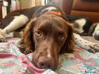 Mixed Breed dogs Ozzy 1 yr old Spaniel cross - Advert 1