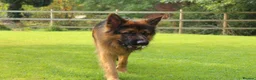 German Shepherd dogs for stud: Long Haired German Shephard For Stud  - Advert 3