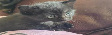 Maine Coon Kitten 5