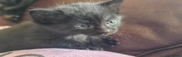Mixed Breed cats for sale: Mini Maine Coon x British short hair  - Advert 21