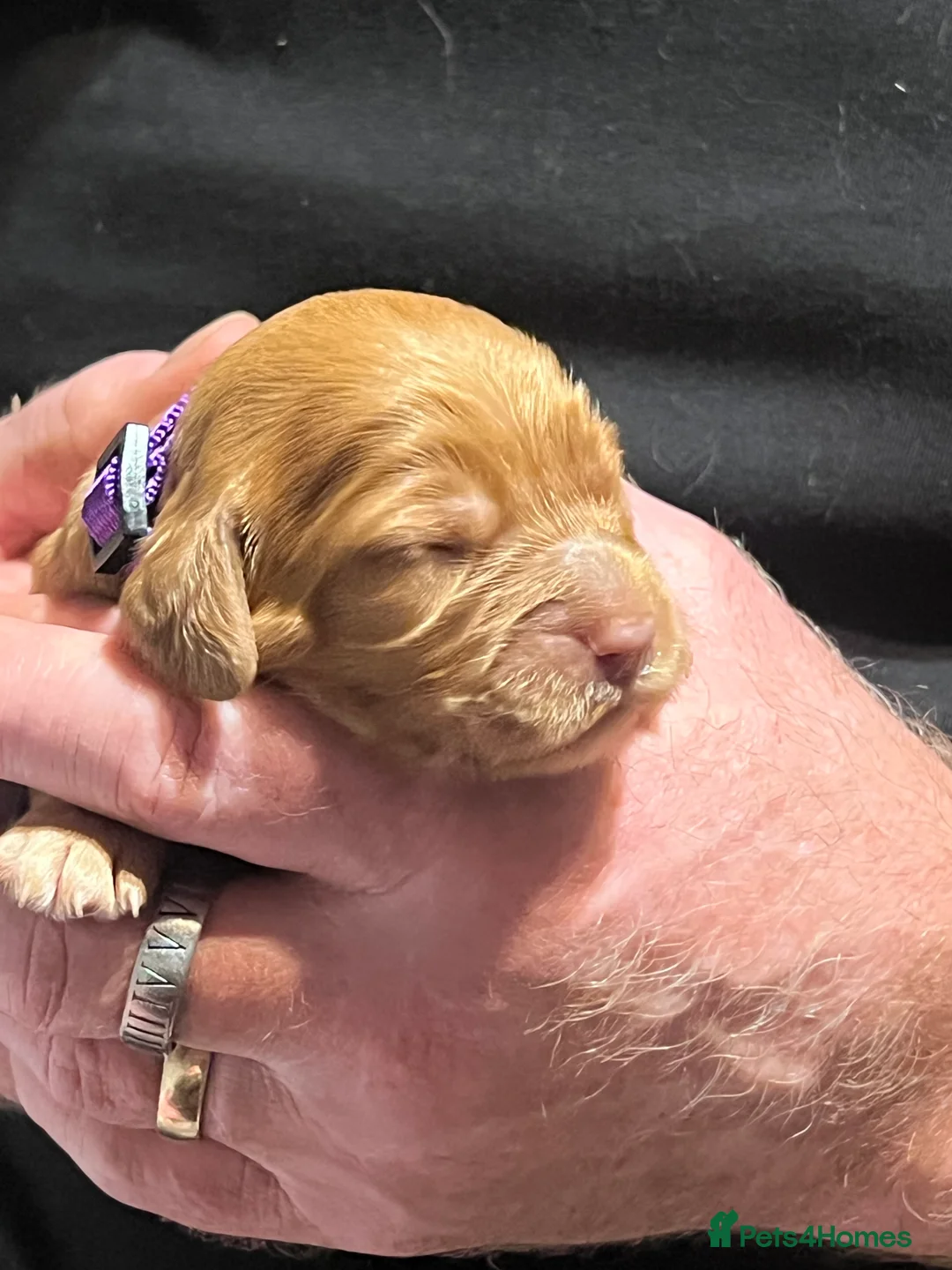 Cockapoo dogs for sale: Beautiful F1 Cockapoos DNA health tested parents.  - Advert 16