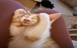 Oriental cats for sale: The Cutest Babies Hand Reared From 2 Weeks - Image 27