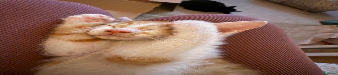 Oriental Kitten 2