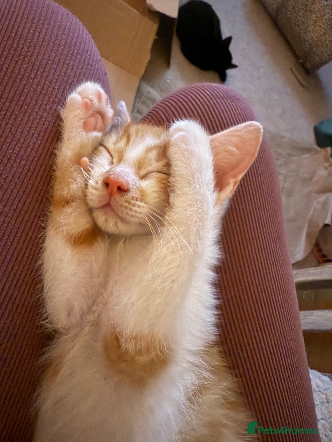 Oriental cats for sale: The Cutest Babies Hand Reared From 2 Weeks - Image 27