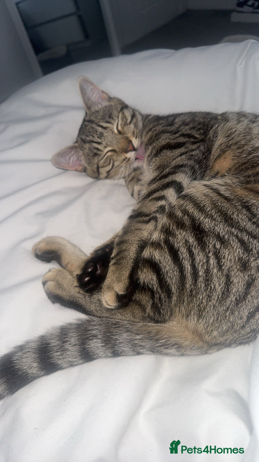 Mixed Breed cats for sale: Mixed kitten 7 months old girl  - Image 1