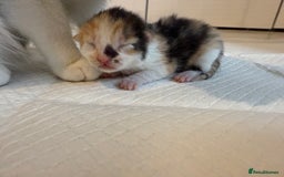 Domestic Shorthair cats for sale: 6 beautiful kittens available November - Image 10