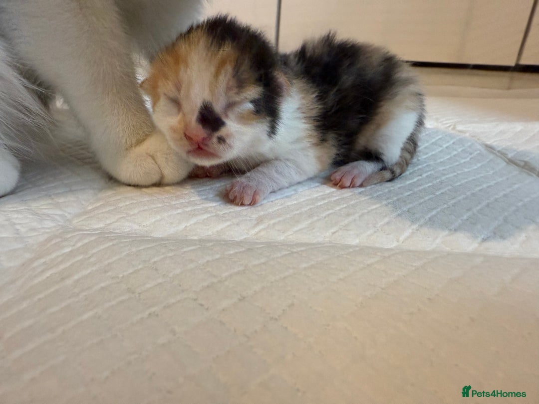 Domestic Shorthair cats for sale: 6 beautiful kittens available November - Image 10