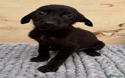 Mixed Breed dogs for sale: German shepherd cross Labrodor - Image 8