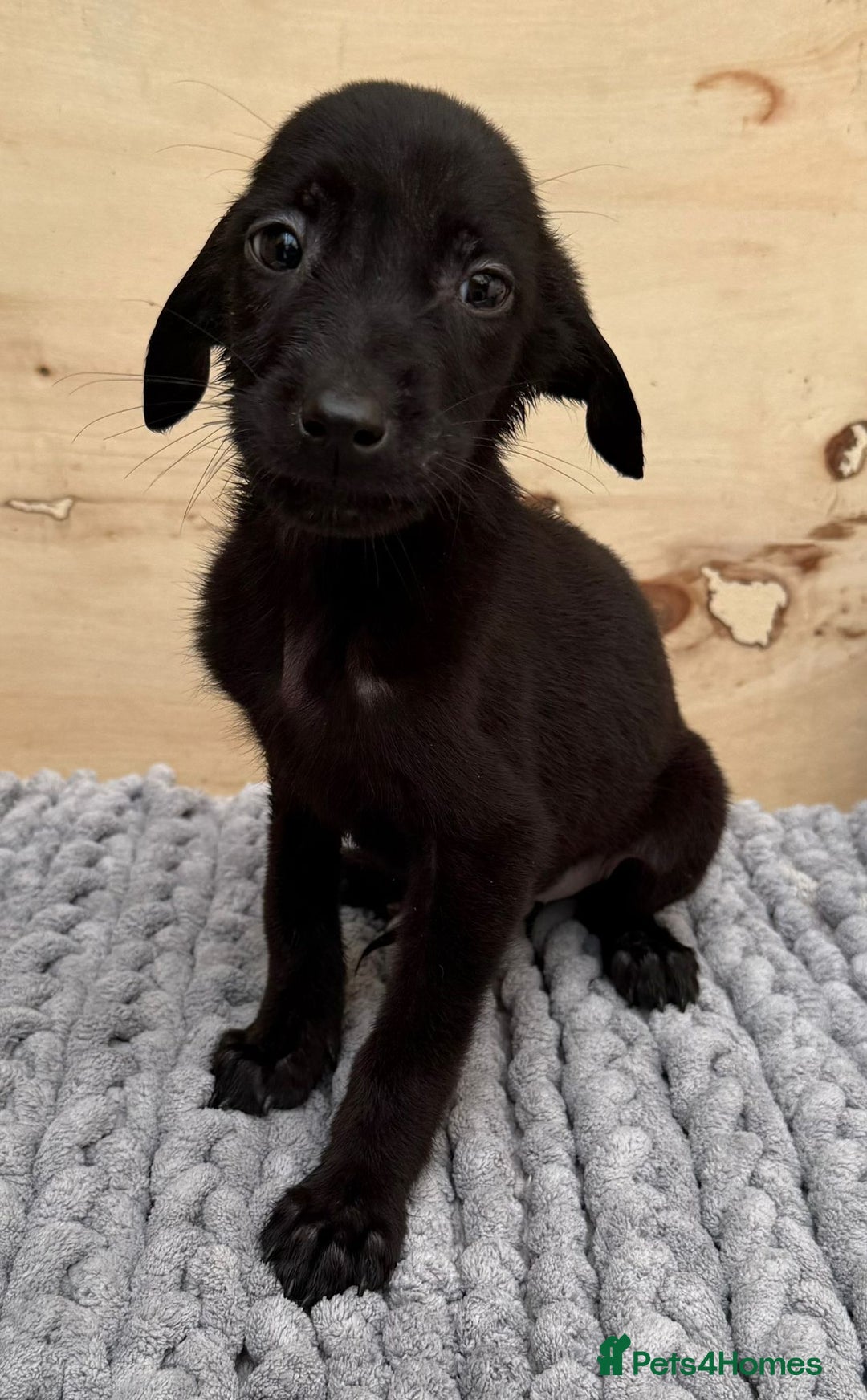 Mixed Breed dogs for sale: German shepherd cross Labrodor - Image 8
