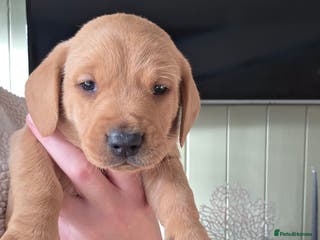 Mixed Breed dogs Dashador puppies - Advert 1