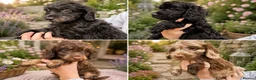 Cockapoo dogs for sale:  F1 Cockapoo Puppy  🧡READY NOW❤️ - Advert 7