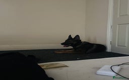 German Shepherd dogs for sale: Zeuss - Image 4