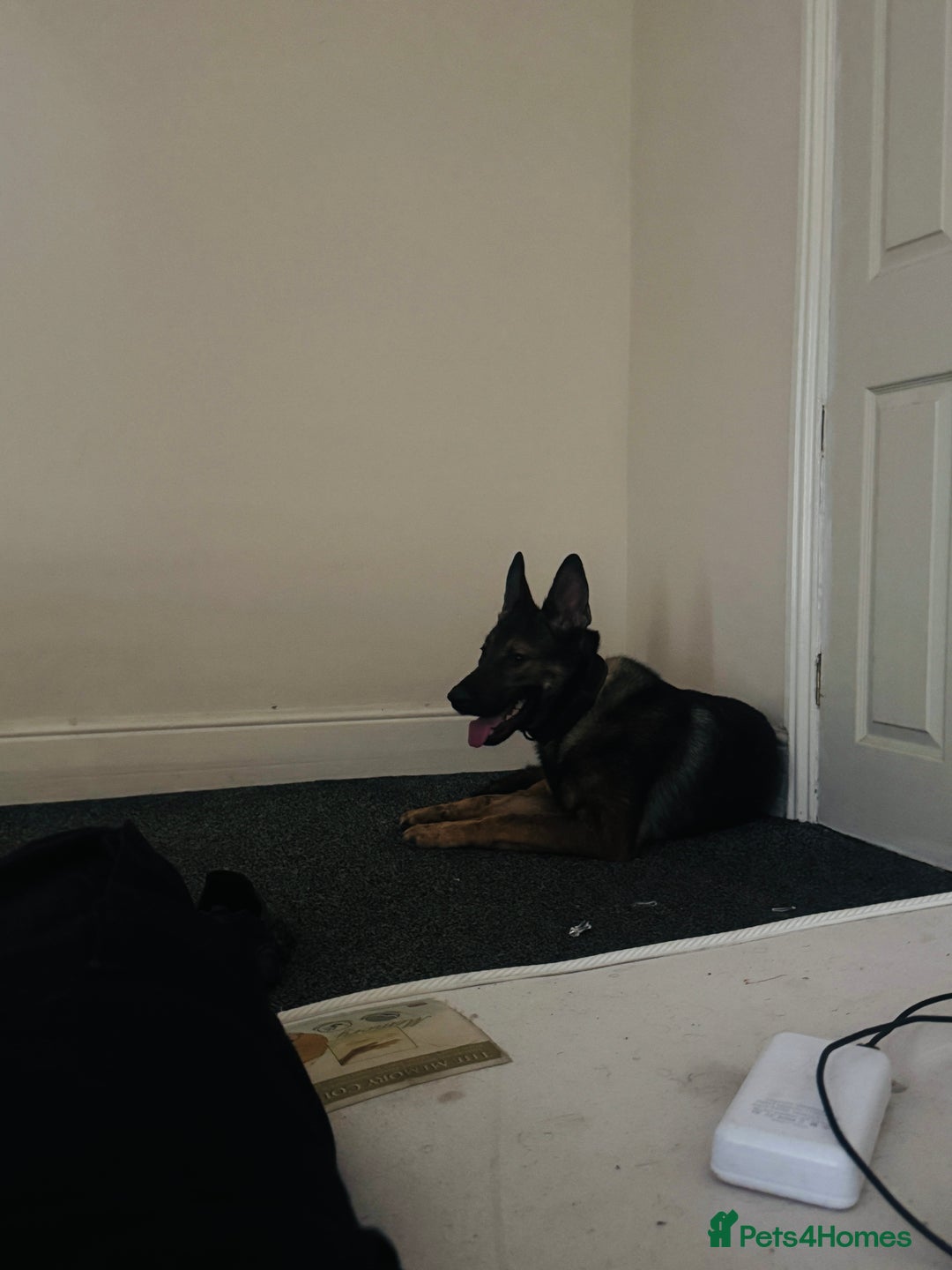 German Shepherd dogs for sale: Zeuss - Image 4