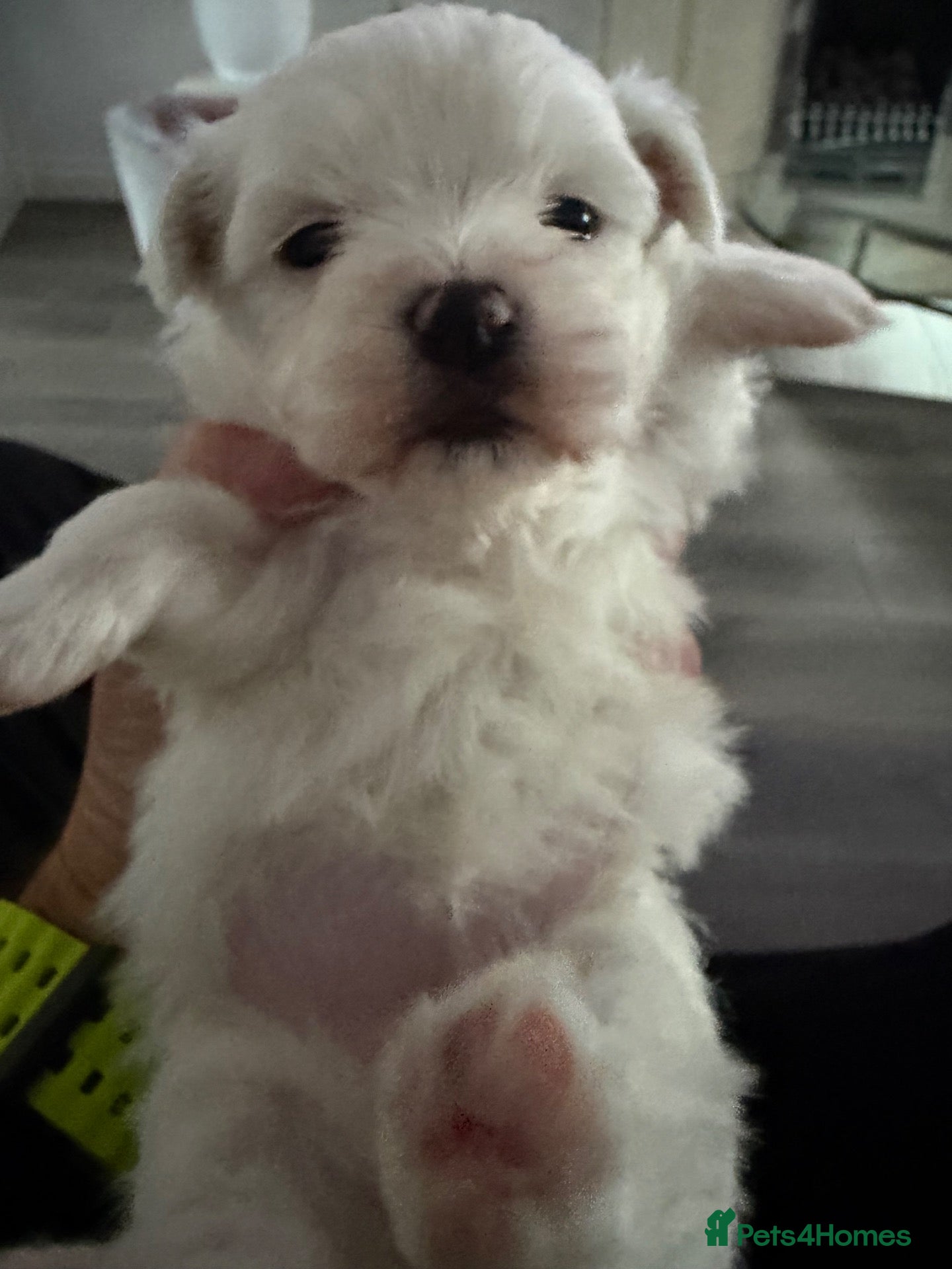 Maltese dogs ONE FEMALE LEFT ADORABLE TOY MALTESE PUPPPIES - Advert 5