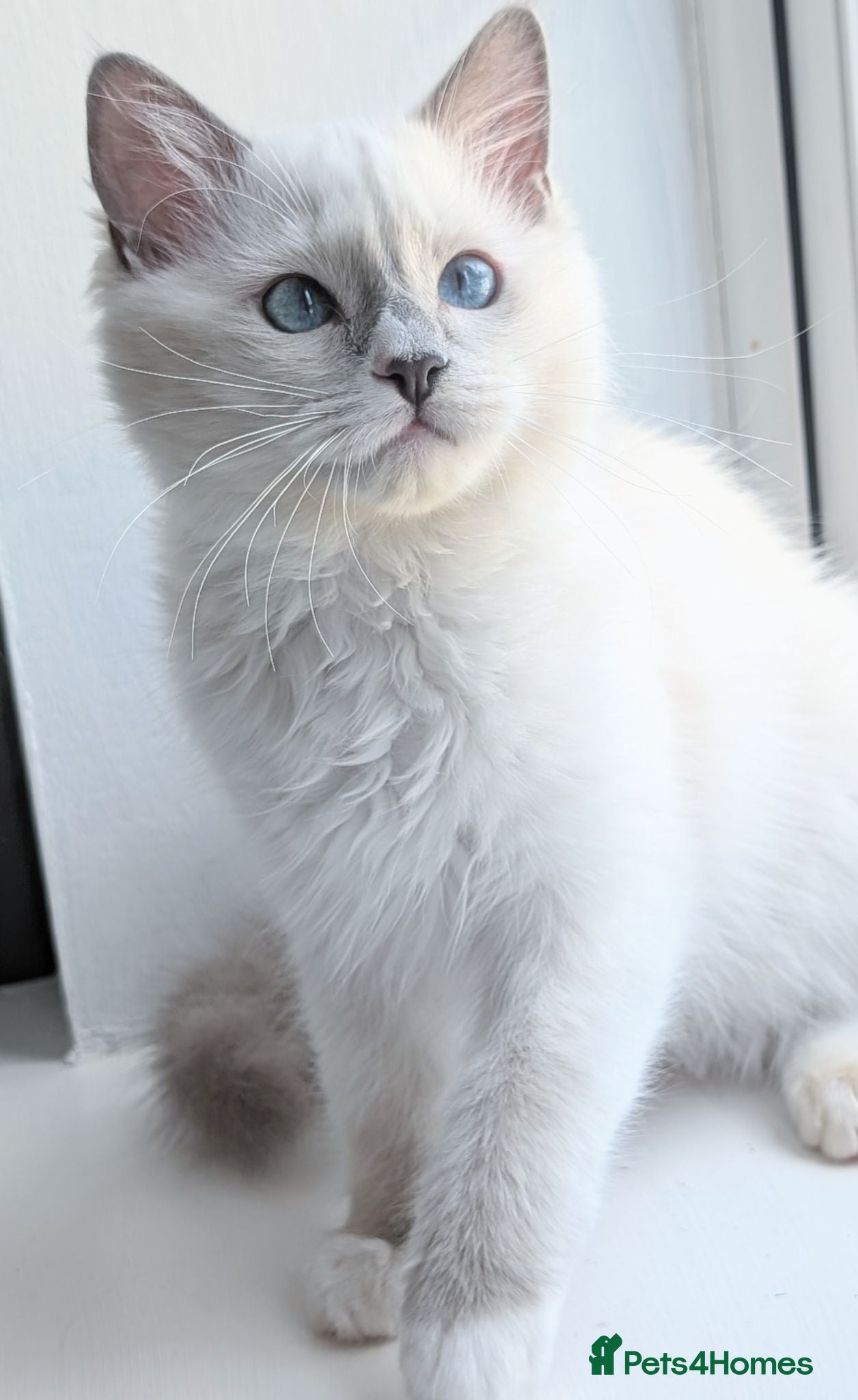 Ragdoll cats 💖Readynow TICA Female Ragdoll kitten  - Advert 13