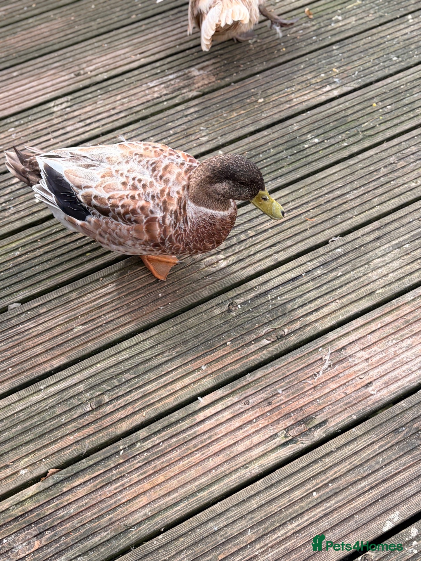 Ducks poultry Welsh Harlequin ducks bonded pair  - Advert 3