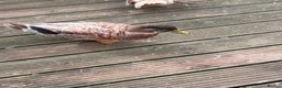 Ducks poultry for sale: Welsh Harlequin ducks bonded pair  - Advert 1