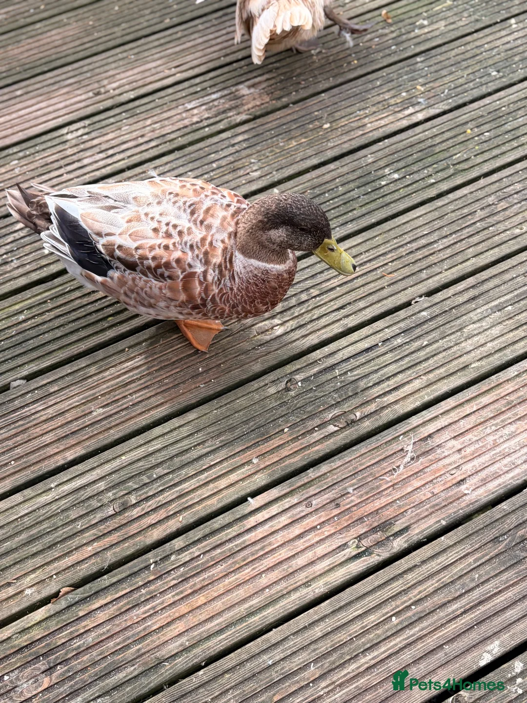 Ducks poultry for sale: Welsh Harlequin ducks bonded pair  - Advert 1