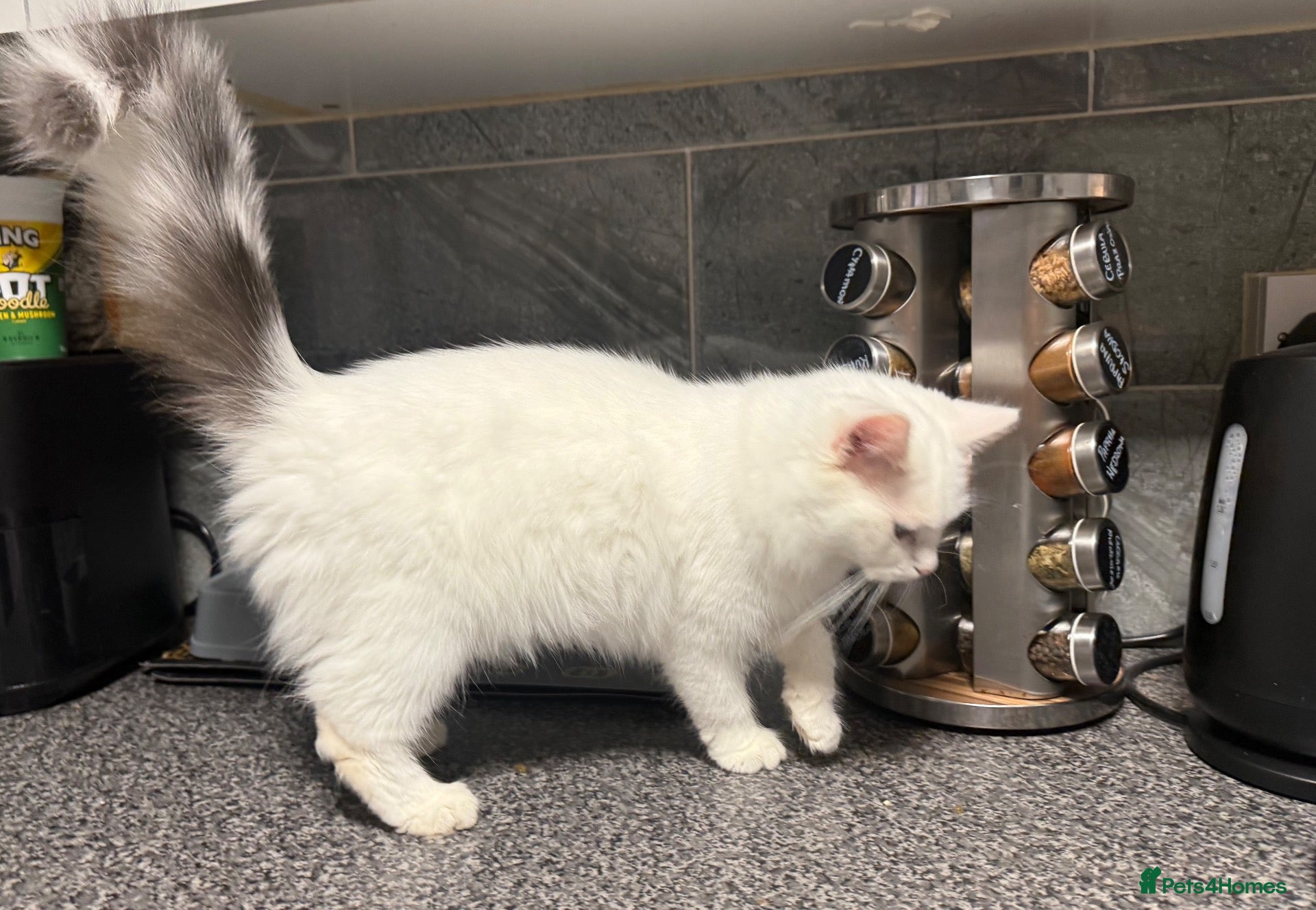 Turkish Angora cats Beautiful Female Kitten Looking for a Loving Home - Advert 10