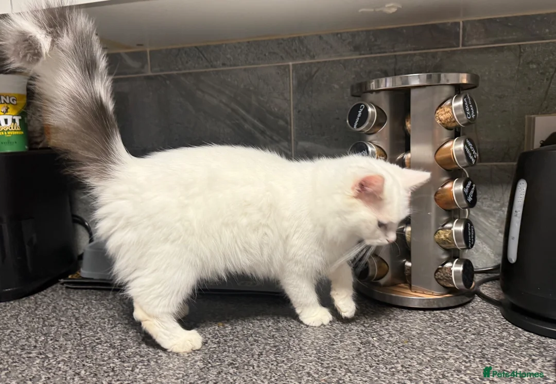 Turkish Angora cats for sale: Beautiful Female Kitten Looking for a Loving Home - Advert 2