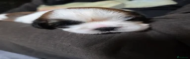 Shih Tzu 4