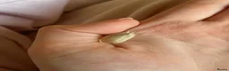 Snails invertebrates for sale: 12 healthy baby giant African land snail baby’s  - Advert 5