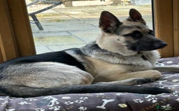German Shepherd dogs for sale: ⚡RARE EAST EUROPEAN SHEPHERD PUPPIES AVAILABLE⚡ - Image 35