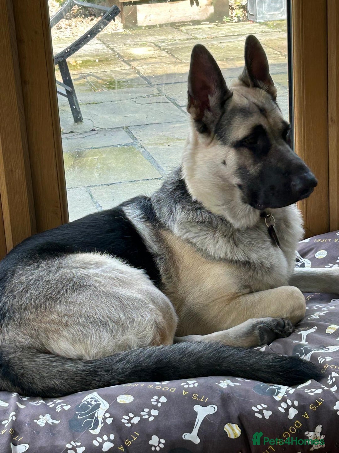 German Shepherd dogs for sale: ⚡RARE EAST EUROPEAN SHEPHERD PUPPIES AVAILABLE⚡ - Image 35