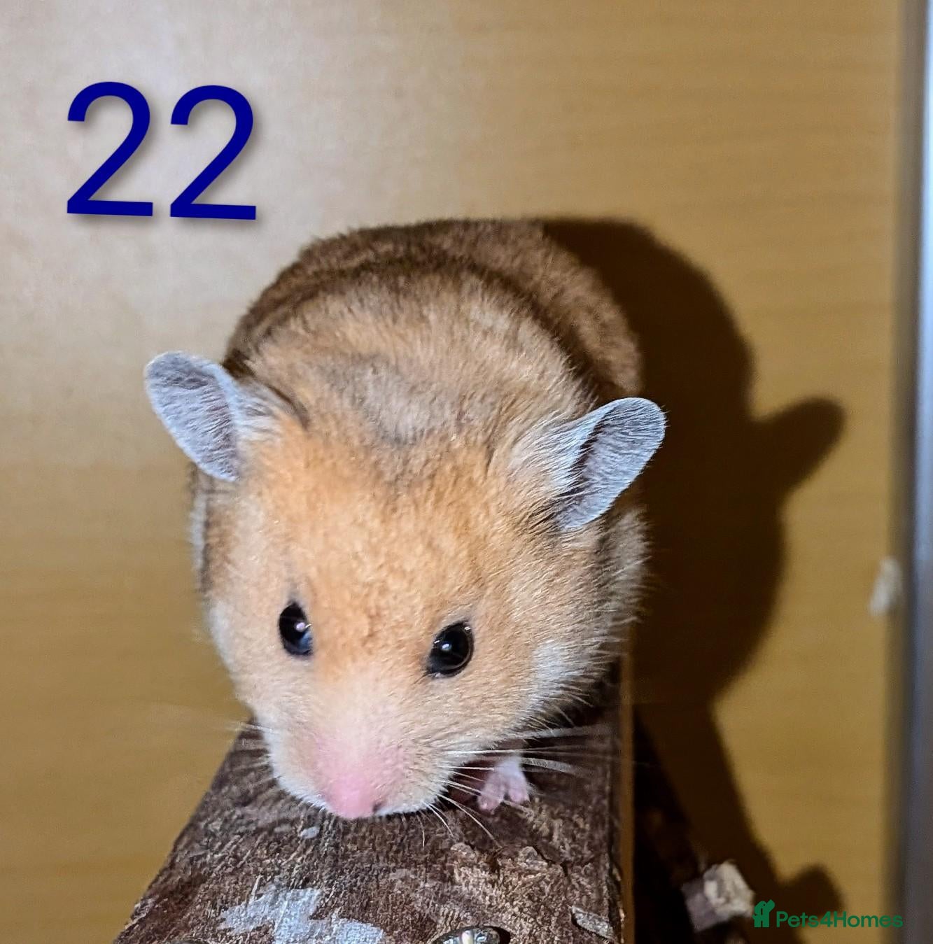 Hamster rodents Young Syrian Hamsters - Advert 12