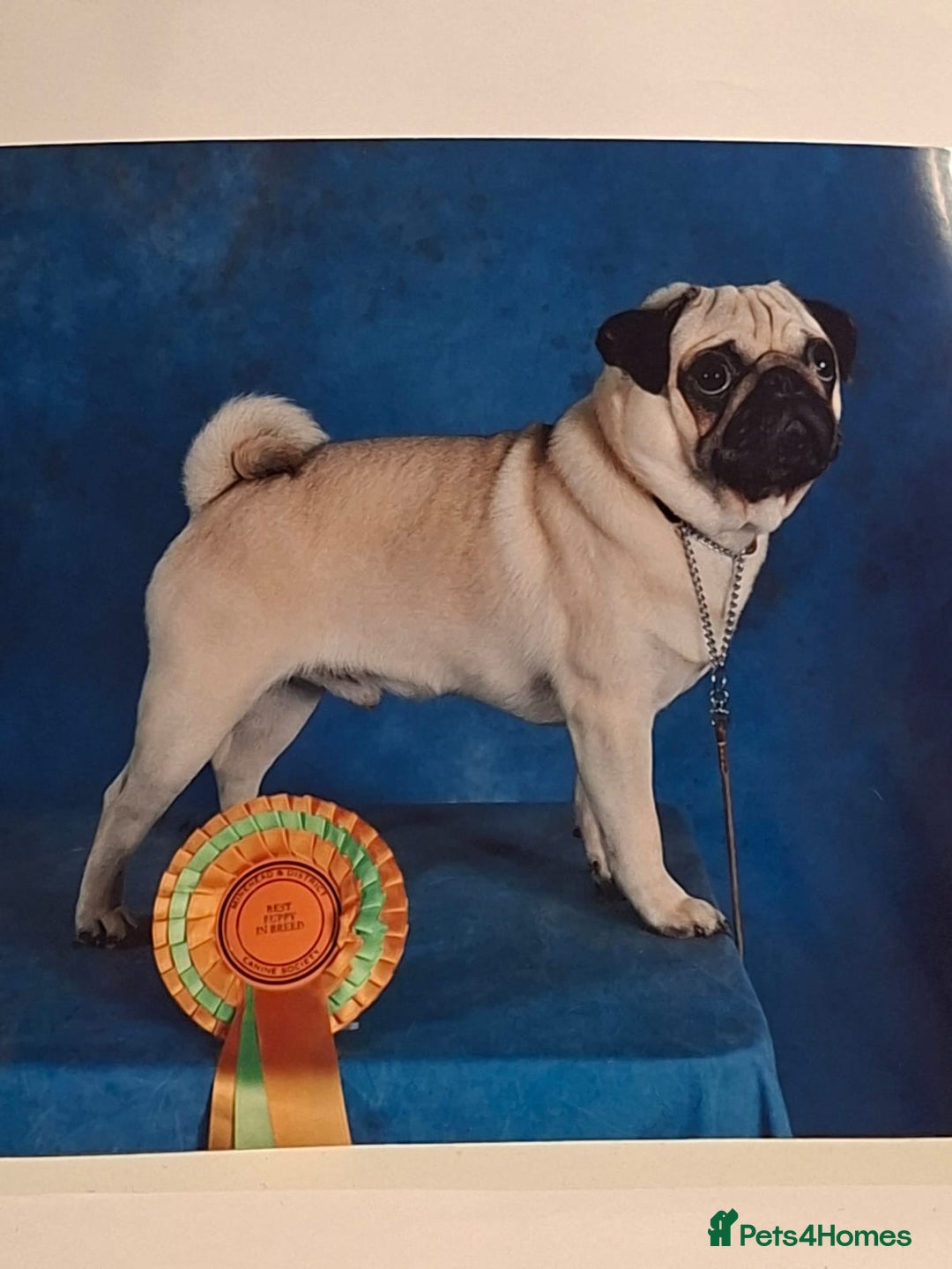 Pug dogs for stud: KC registered stud pug Bob - Advert 10
