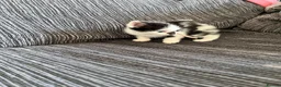 Mixed Breed cats for sale: 2 lovely kittens left  in King's Lynn - Advert 10