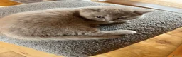 British Shorthair cats for sale: Beautiful British Shorthair Kittens  in Cambridge - Advert 5