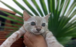 Bengal cats for sale: Stunning pure Bengal Kittens - Image 5