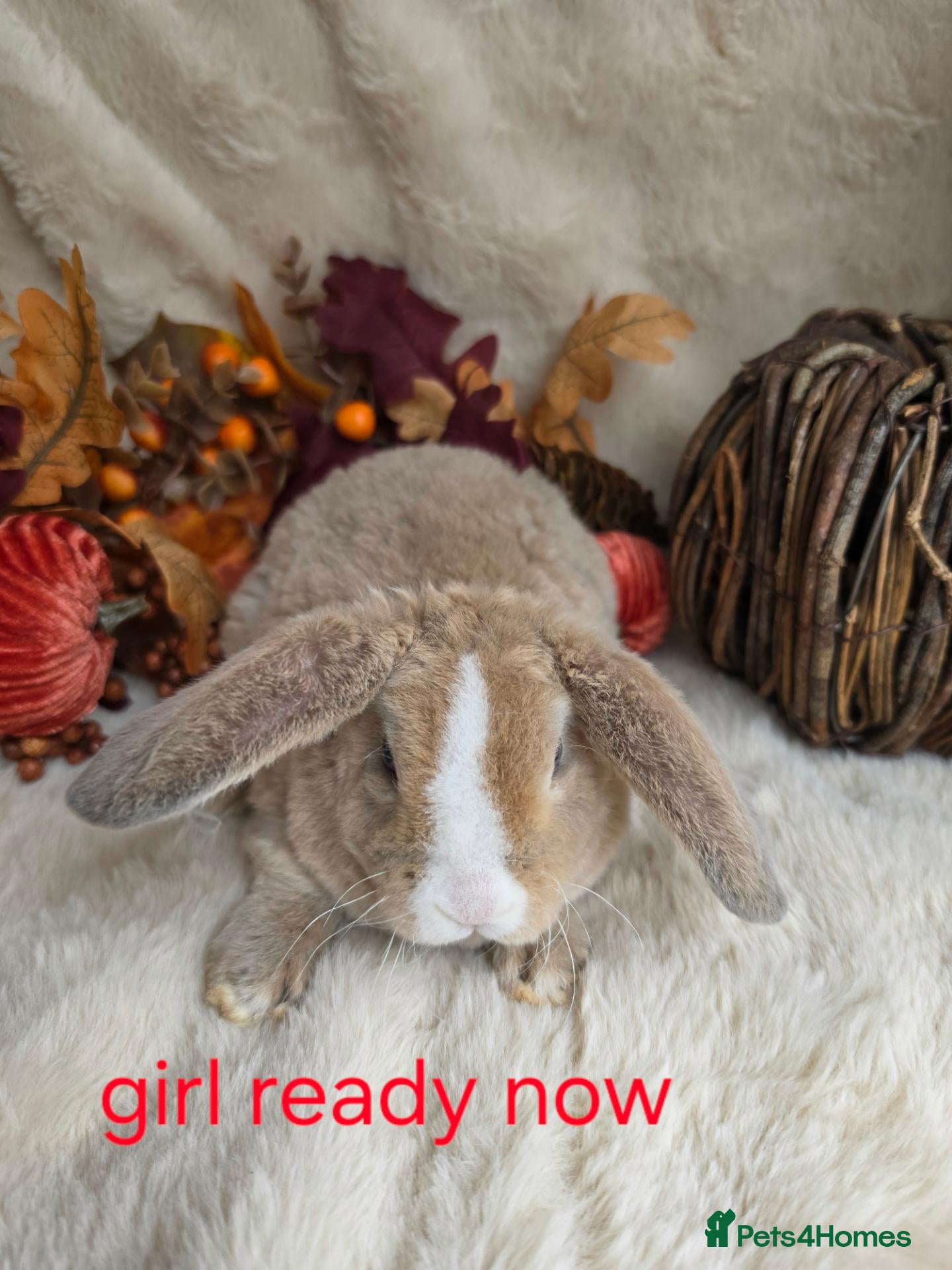 Mini Lop rabbits for sale: Gorgeous mini plush lops - Advert 1