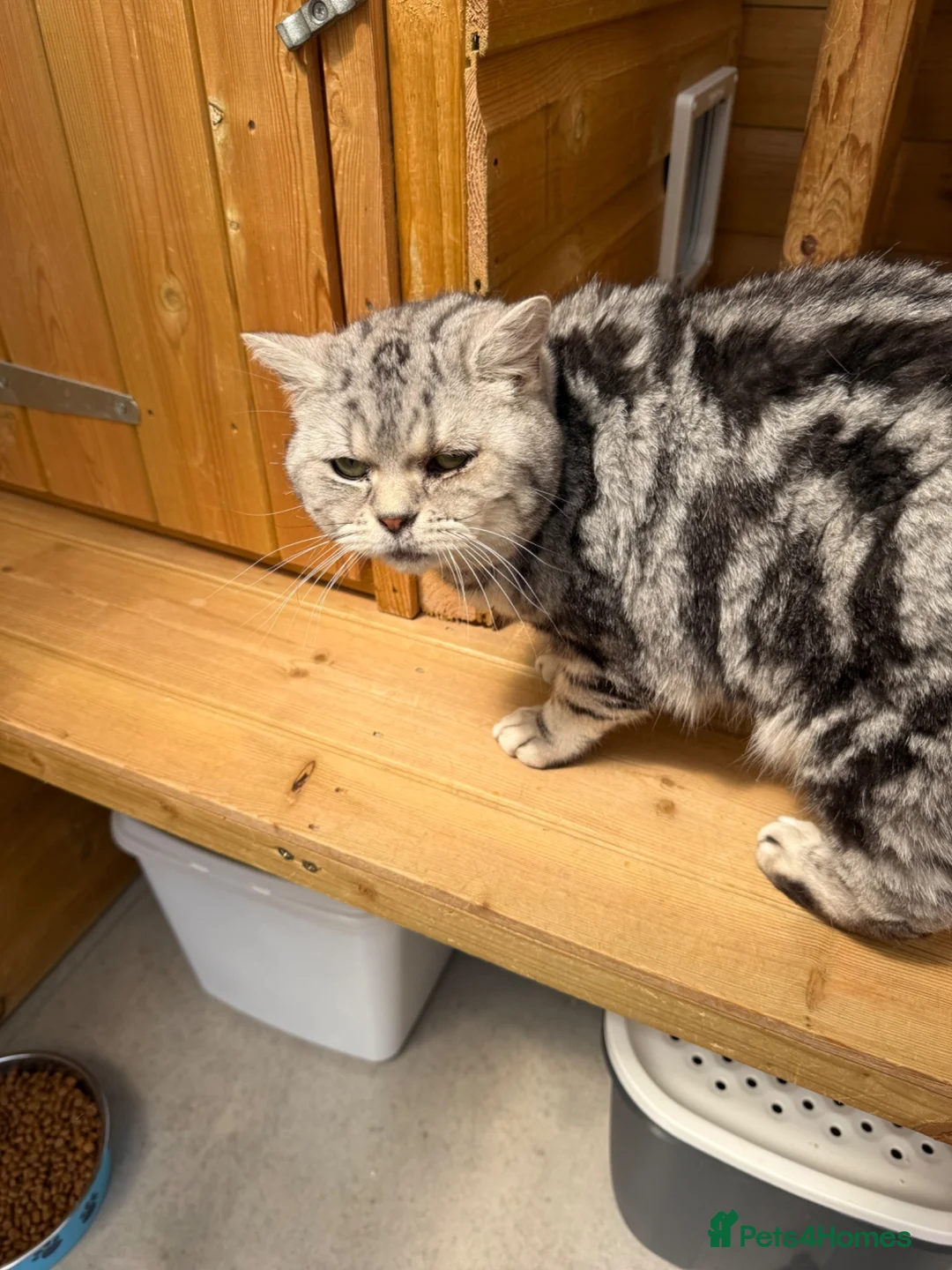 British Shorthair cats for sale: British Shorthair  - Advert 8