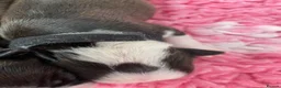 Boston Terrier dogs for sale: Five gorgeous puppies, looking for a forever home - Advert 6
