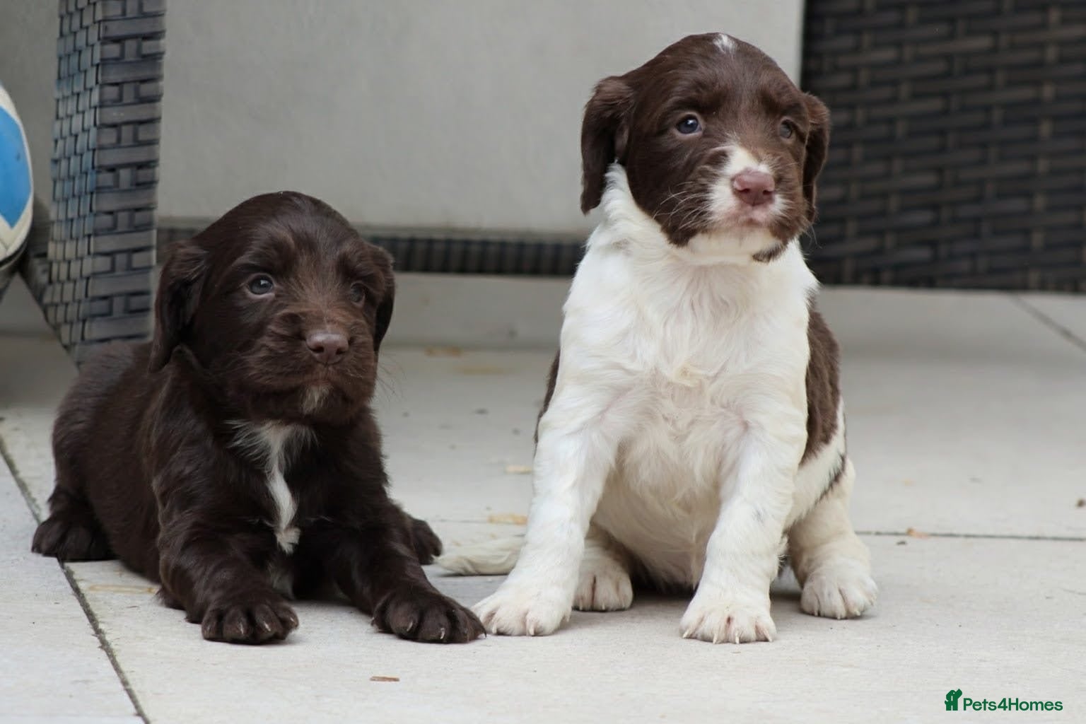 Sprocker dogs Gorgeous sprockers - Advert 7