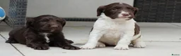 Sprocker dogs for sale: Gorgeous sprockers in Rossendale - Advert 7