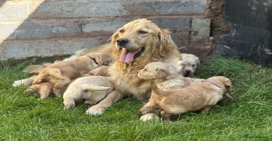 Golden Retriever dogs - Advert 4