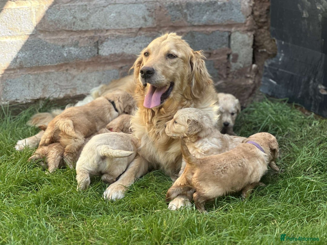 Golden Retriever dogs for sale: PEDIGREE HEALTH TESTED GOLDEN RETRIVER PUPPIES KC - Image 18
