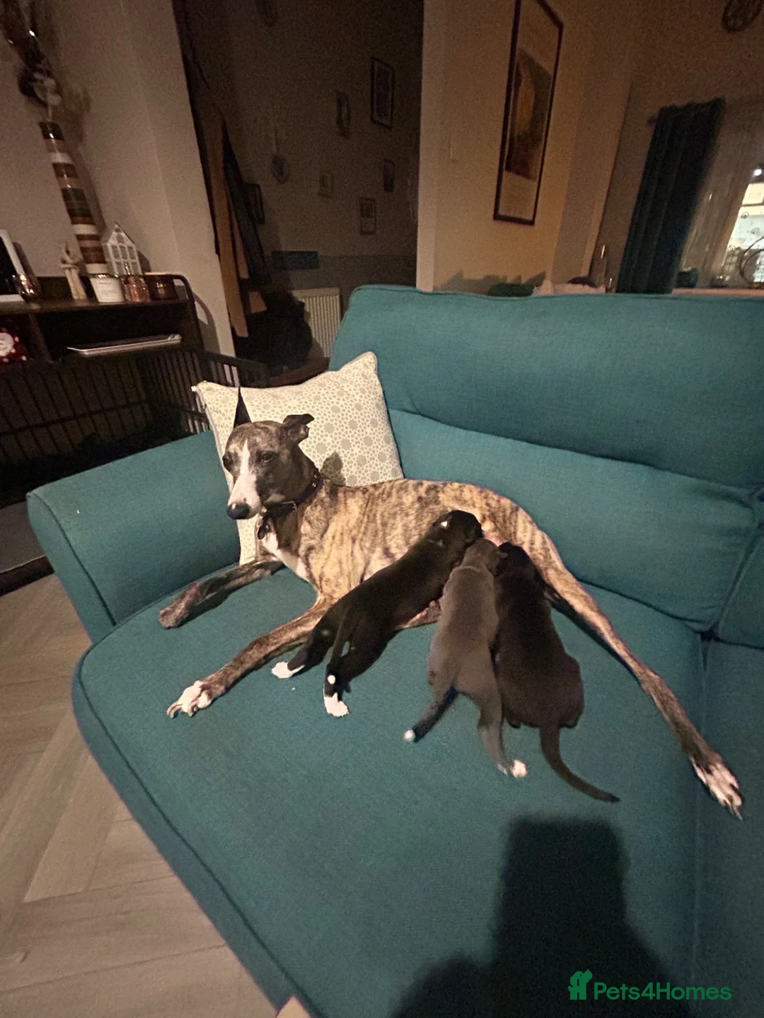 Mixed Breed dogs for sale: Italian greyhound x whippet pups - Advert 1