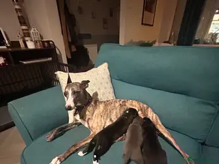 Mixed Breed dogs Italian greyhound x whippet pups - Advert 2