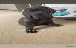 Cane Corso dogs for stud: Big boy chaos🐾 - Image 7