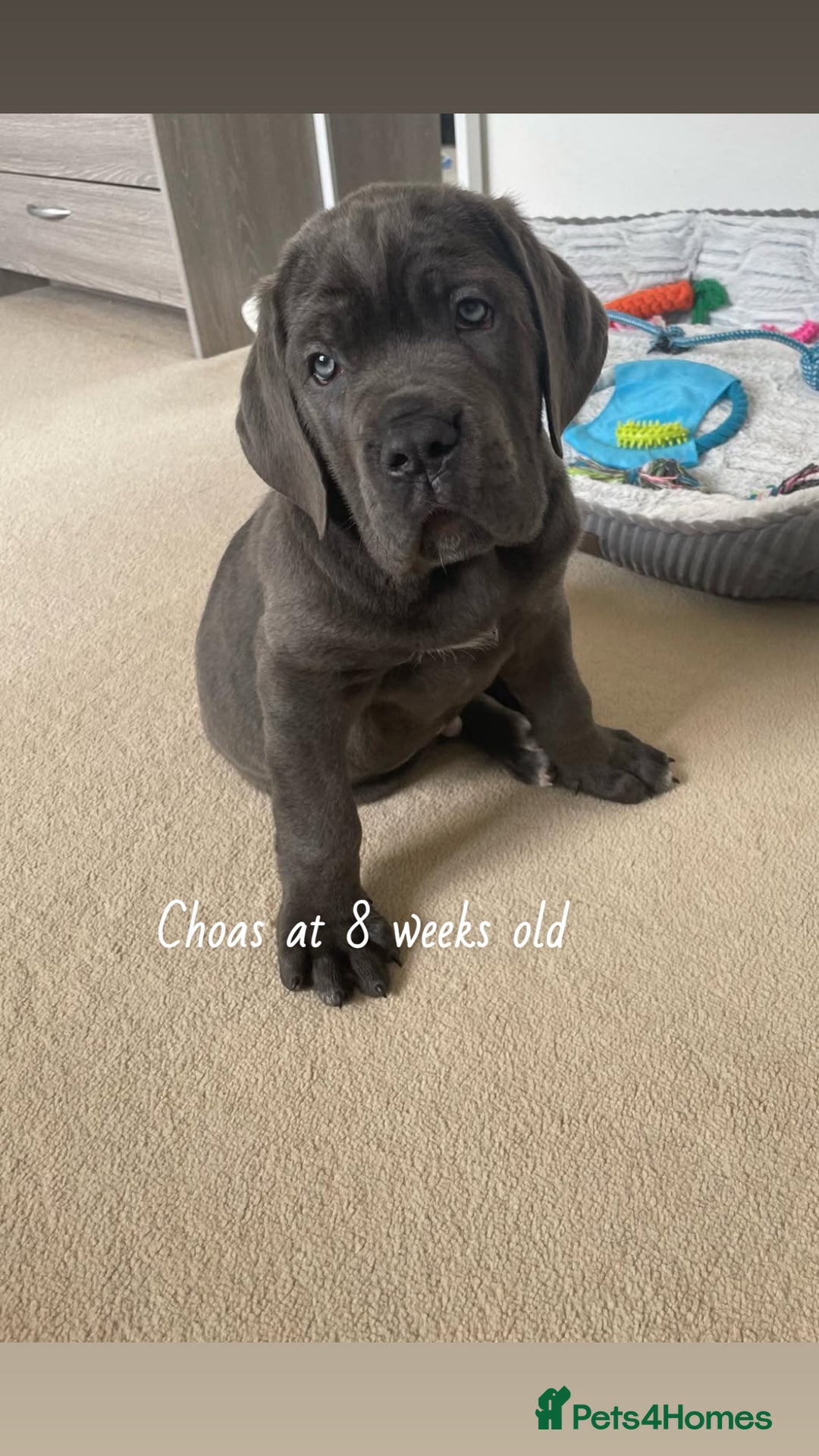 Cane Corso dogs for stud: Big boy chaos🐾 - Image 7