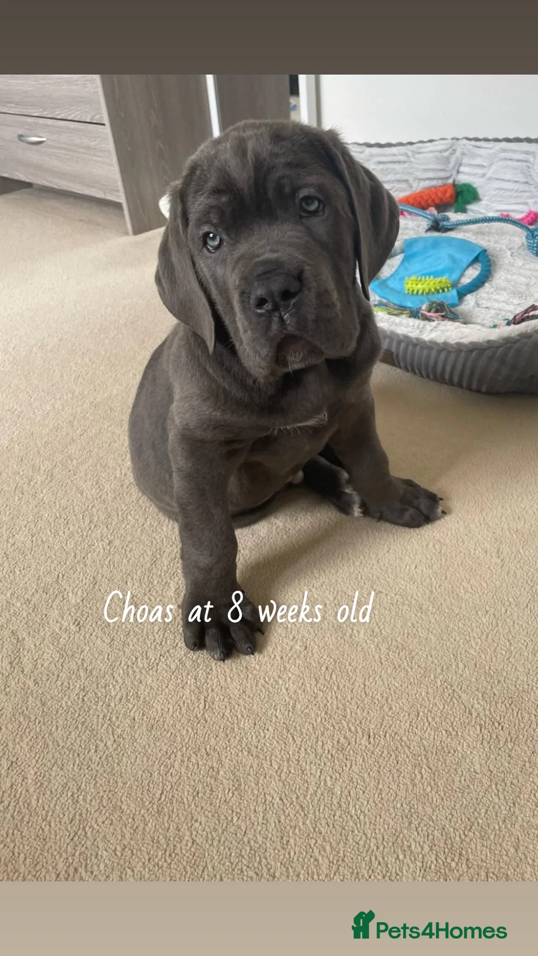 Cane Corso dogs for stud: Big boy chaos🐾 - Advert 8