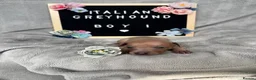 Italian Greyhound dogs for sale: Outstanding Italian Greyhound Puppies - Advert 6