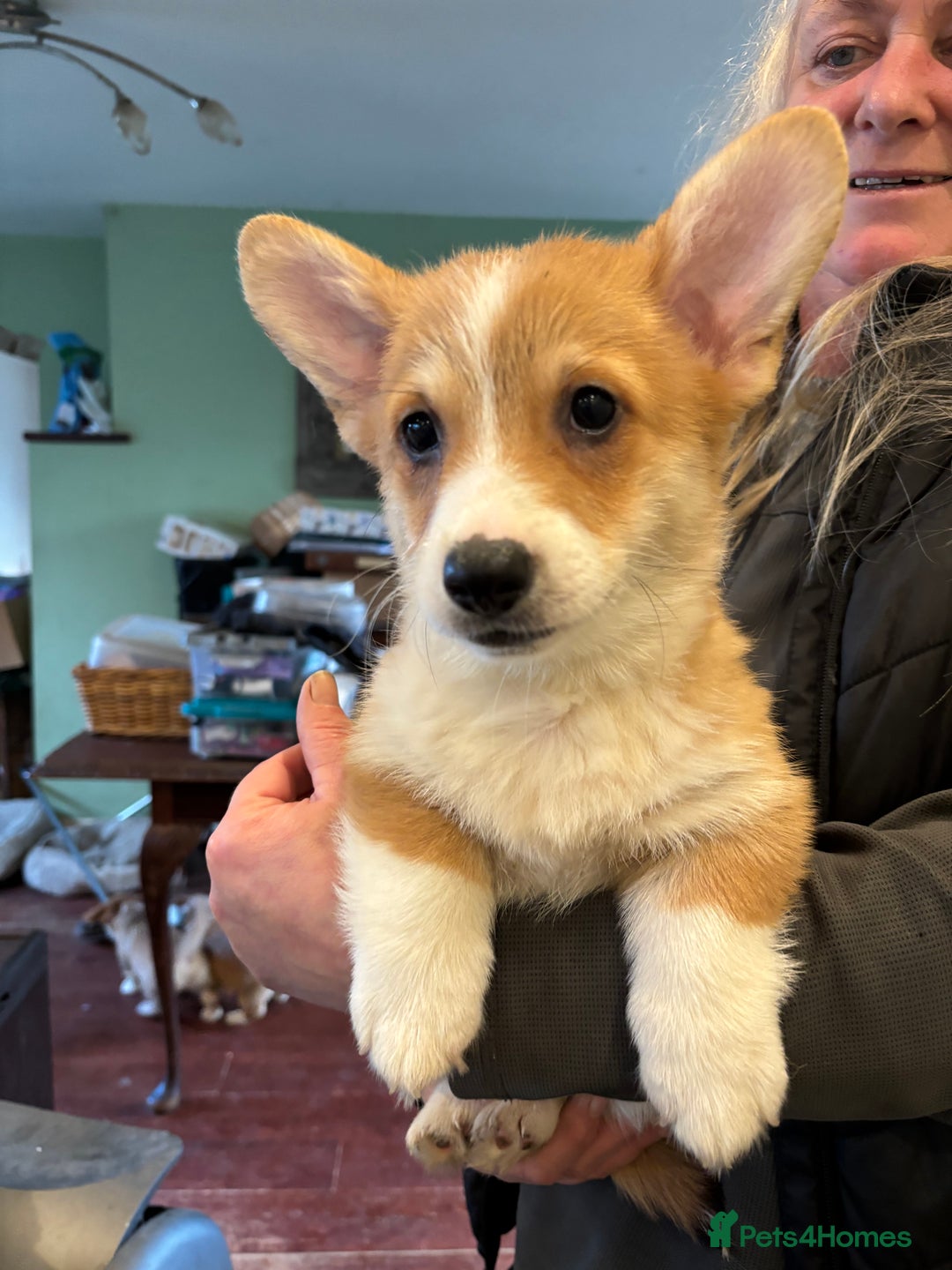 Welsh Corgi Pembroke dogs for sale: Four beautiful Pembroke Welsh Corgis - Advert 9